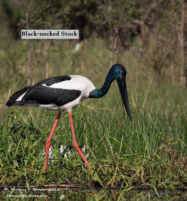 Black-necked Stork (1 of 1).jpg