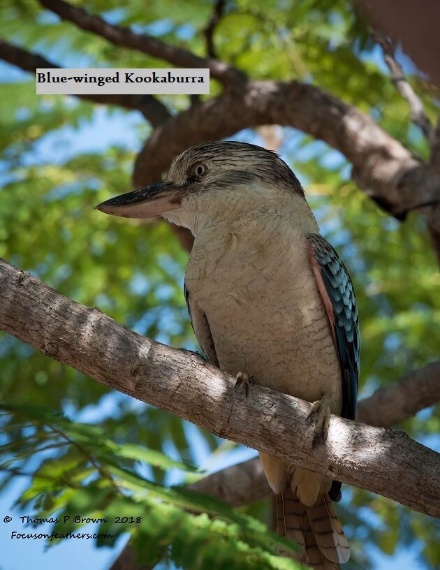 Blue-winged Kookaburra (1 of 1).jpg
