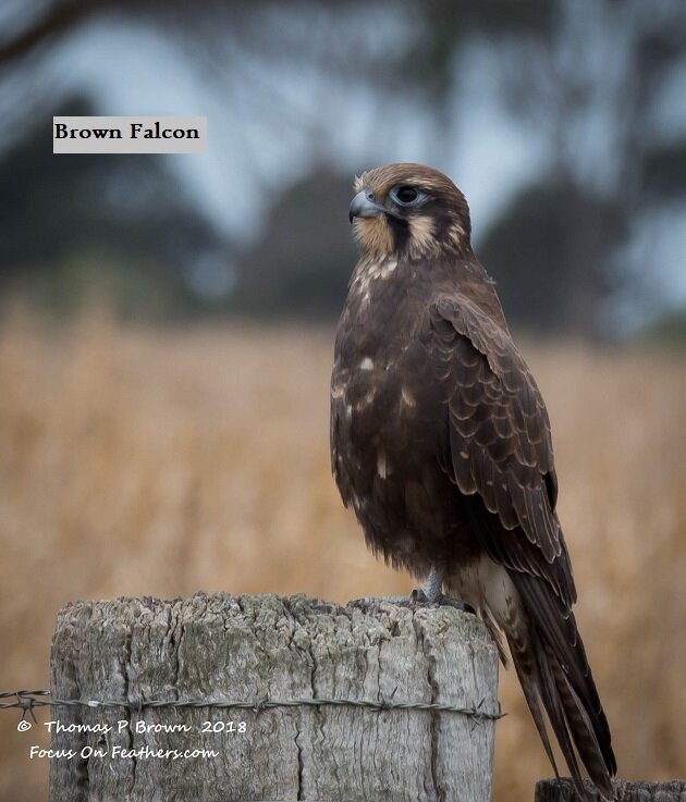 Brown Falcon (1 of 1)-2.jpg