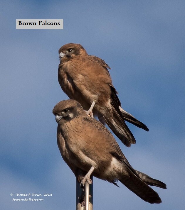 Brown Falcons (1 of 1).jpg
