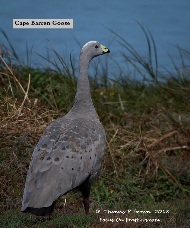 Cape Barren Goose (1 of 1).jpg