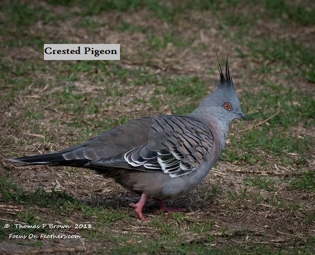 Crested Pigeon (1 of 1).jpg