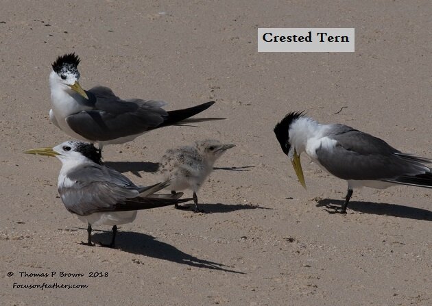 Crested Terns w chick (1 of 1).jpg