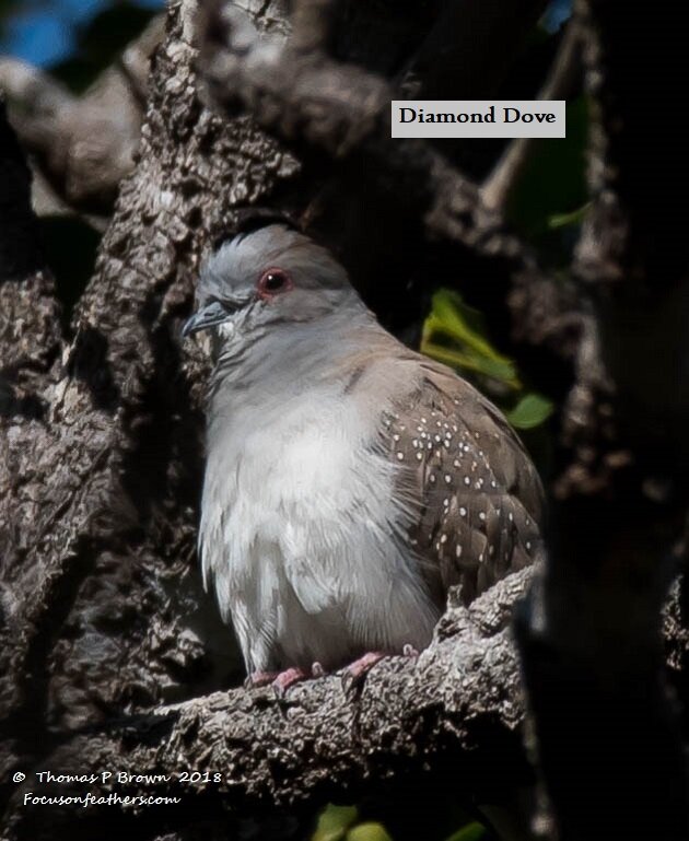 Diamond Dove (1 of 1).jpg