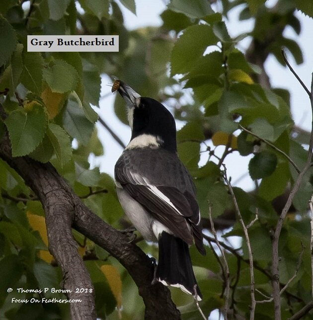 Gray Butcherbird (1 of 1).jpg