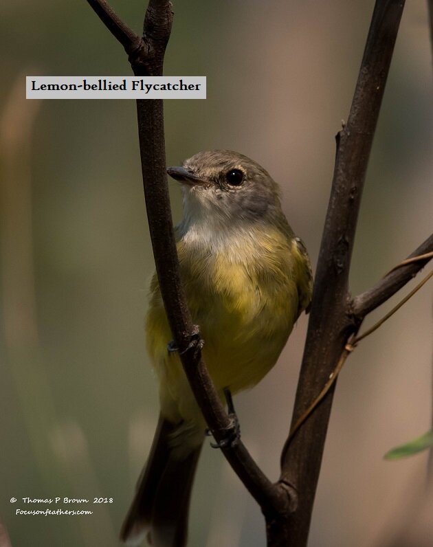 Lemon-bellied Flycatcher (1 of 1).jpg