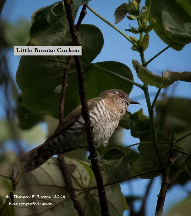 Little Bronze Cuckoo (1 of 1).jpg