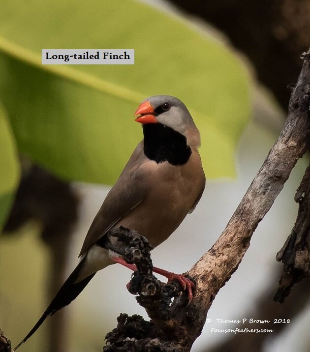 Long-tailed Finch (1 of 1).jpg