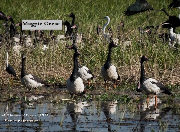 Magpie Geese (1 of 1).jpg