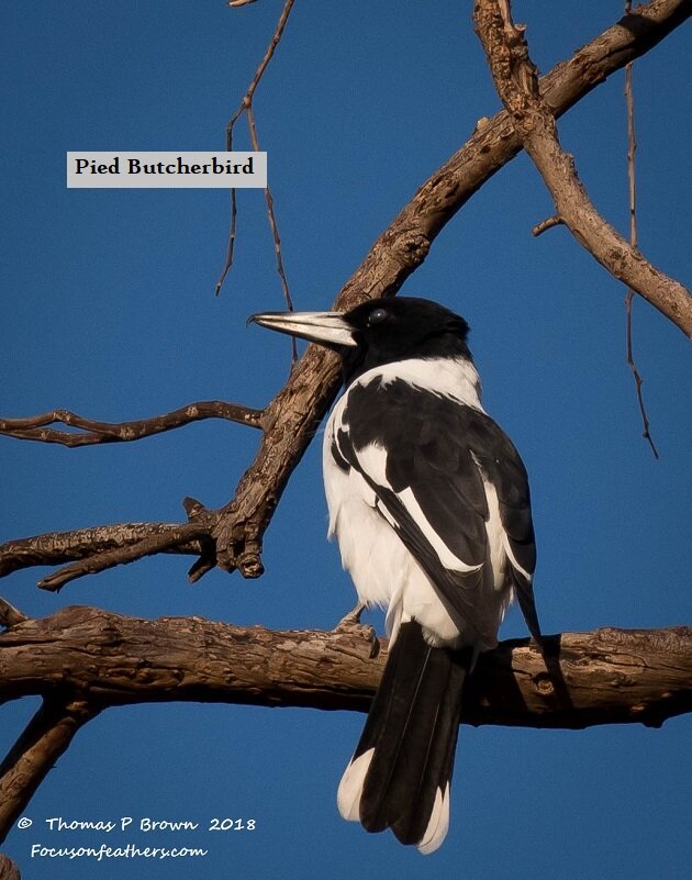 Pied Butcherbird (1 of 1).jpg
