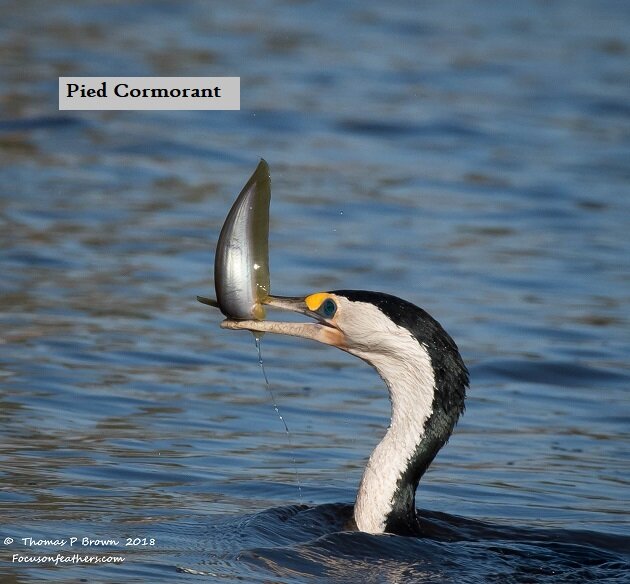 Pied Cormorant with Catfish (1 of 1).jpg