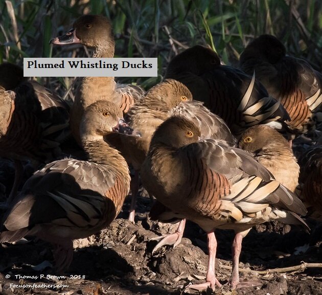 Plumed Whistling Duck group (1 of 1).jpg