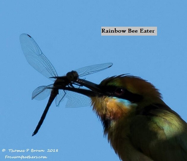 Rainbow Bee Eater w Dragonfly (1 of 1).jpg