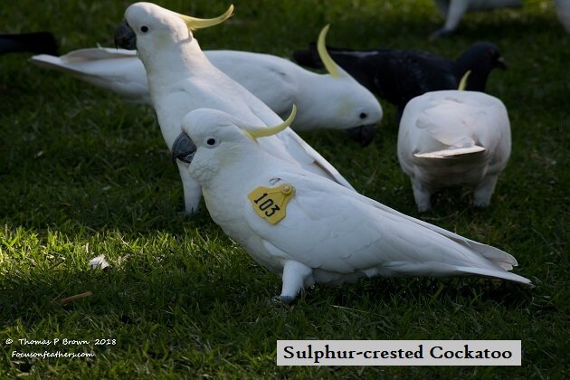 Sulphur-crested Cockatoo (1 of 1).jpg