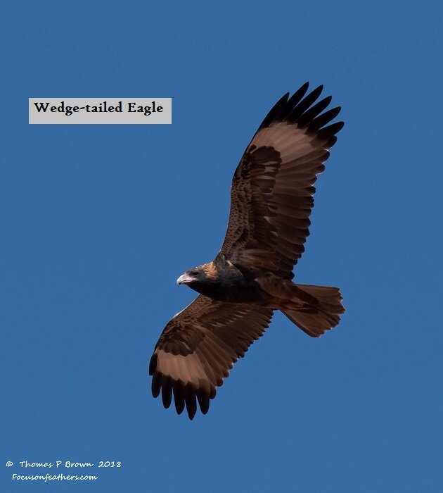 Wedge-tailed Eagle (1 of 1).jpg