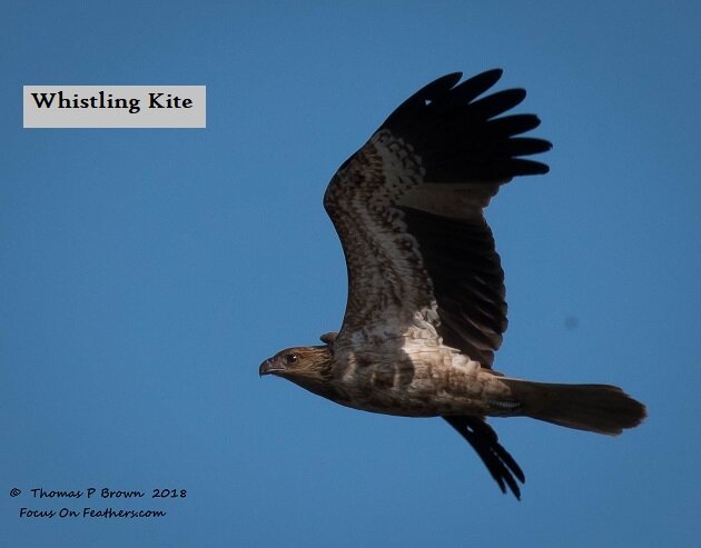 Whistling Kite (1 of 1).jpg