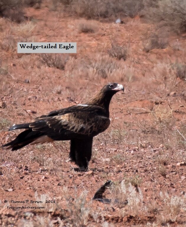 Wedge-tailed Eagle (1 of 1)-2.jpg