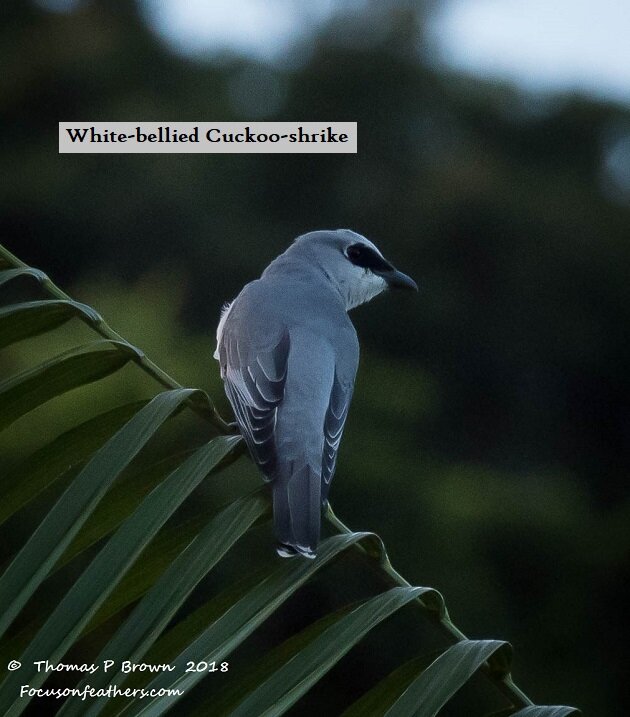 White-bellied Cuckoo-shrike (1 of 1).jpg