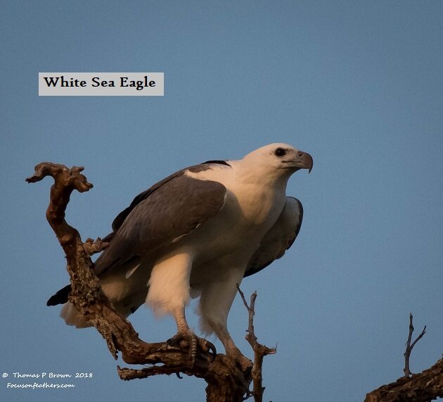 White Sea Eagle (1 of 1).jpg