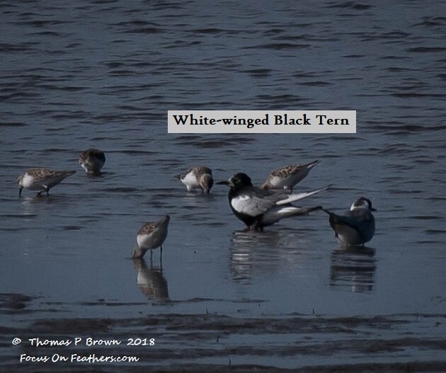White-winged Black Tern (1 of 1).jpg