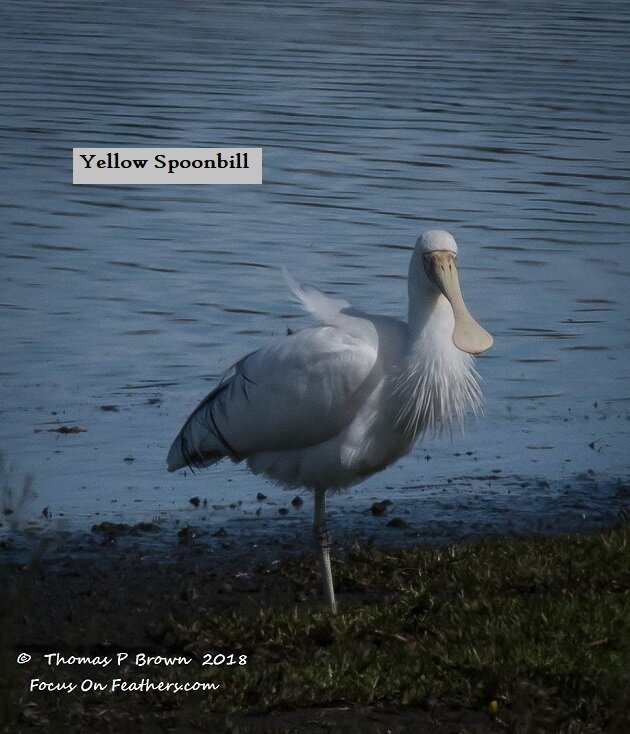 Yellow Spoonbill (1 of 1).jpg