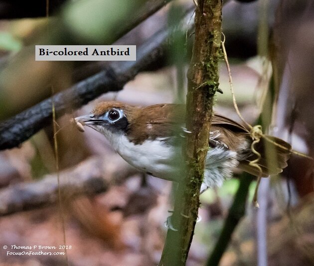 Bi-colored Antbird.jpg