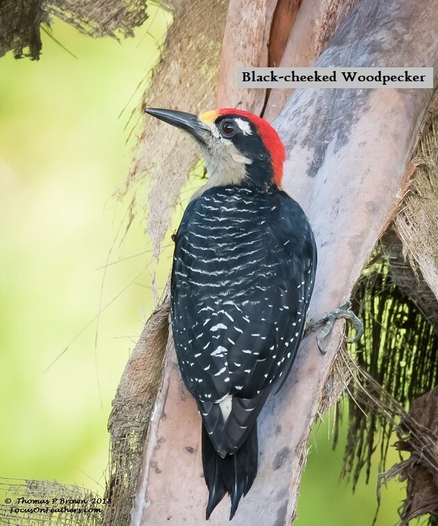 Black-cheeked Woodpecker.jpg