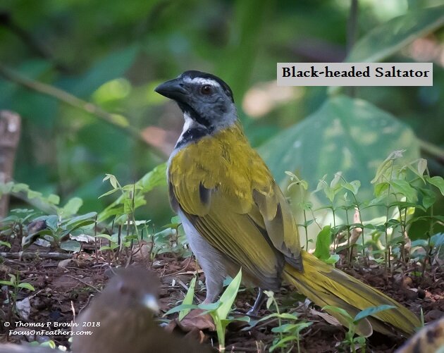 Black-headed Saltator.jpg