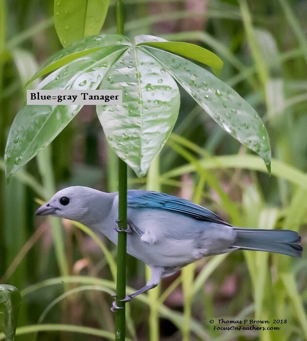 Blue-gray Tanager.jpg