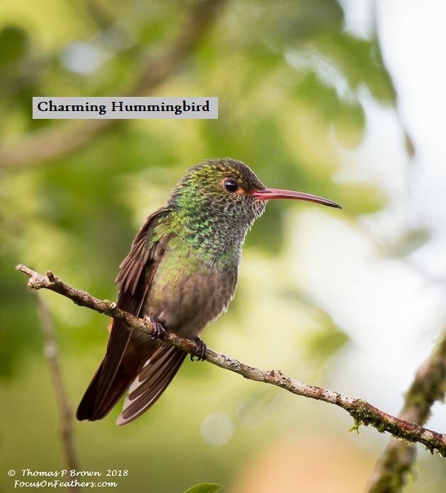 Charming Hummingbird.jpg