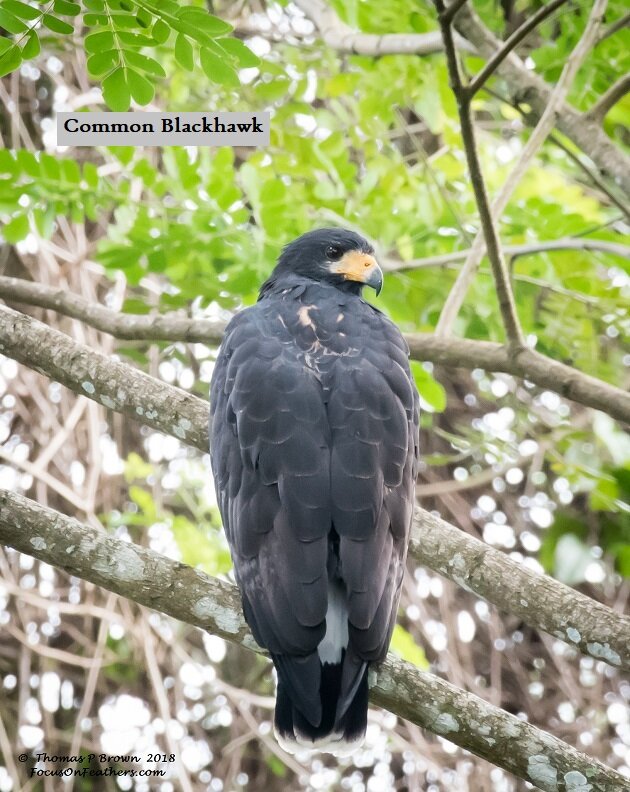 Common Black Hawk.jpg