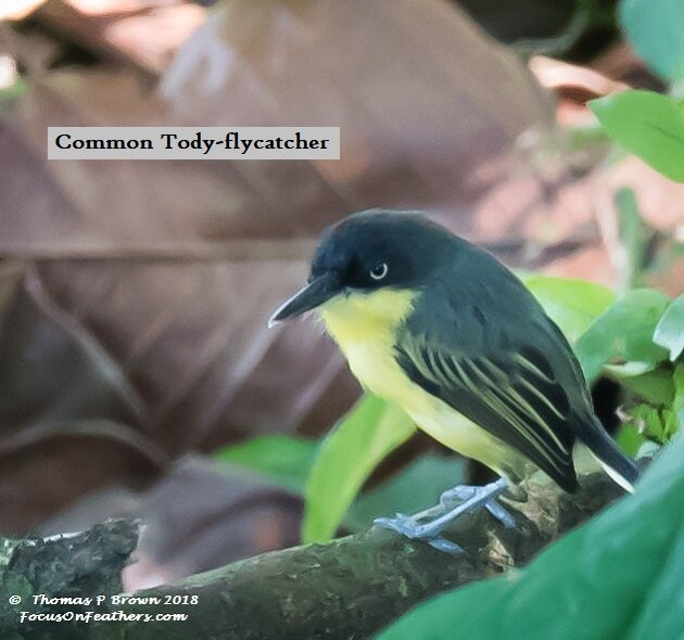 Common Tody-flycatcher-2.jpg