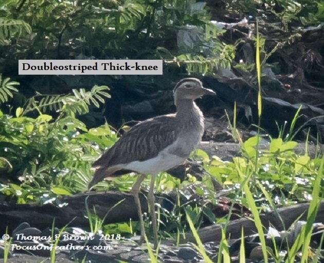Double-striped Thick-knee.jpg