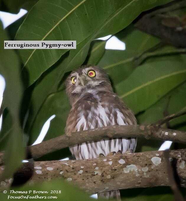 Ferruginous Pygmy-owl.jpg