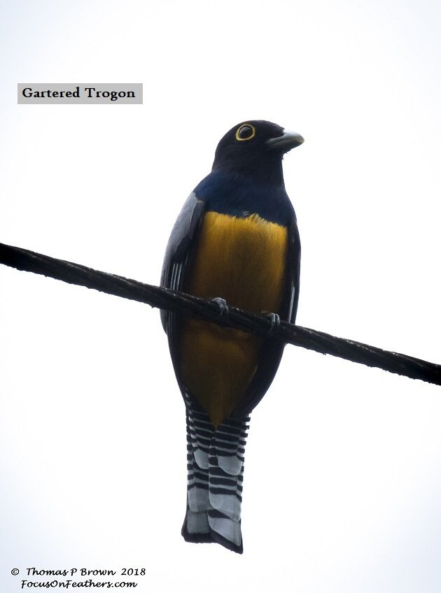 Gartered Trogon.jpg