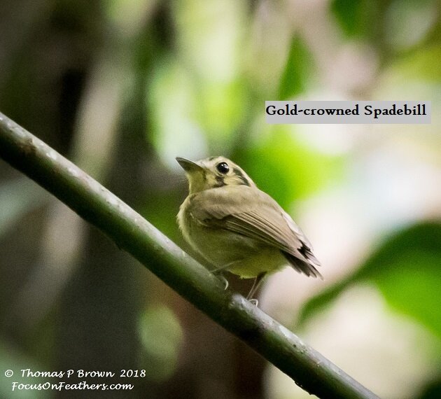 Gold-crowned Spadebill.jpg