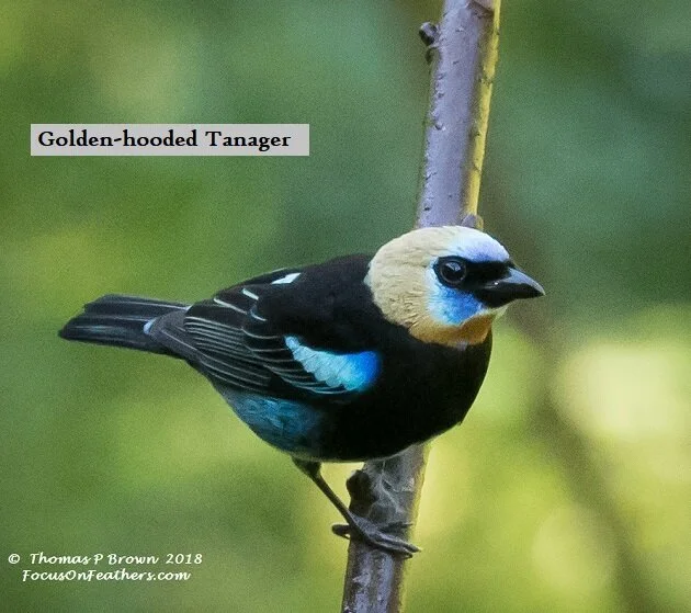 Golden-hooded Tanager.jpg