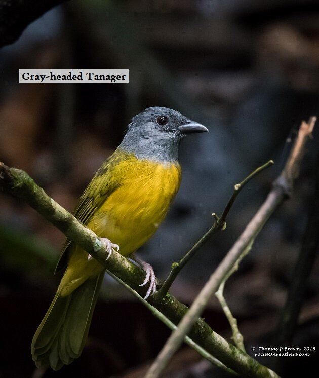 Gray-headed Tanager.jpg