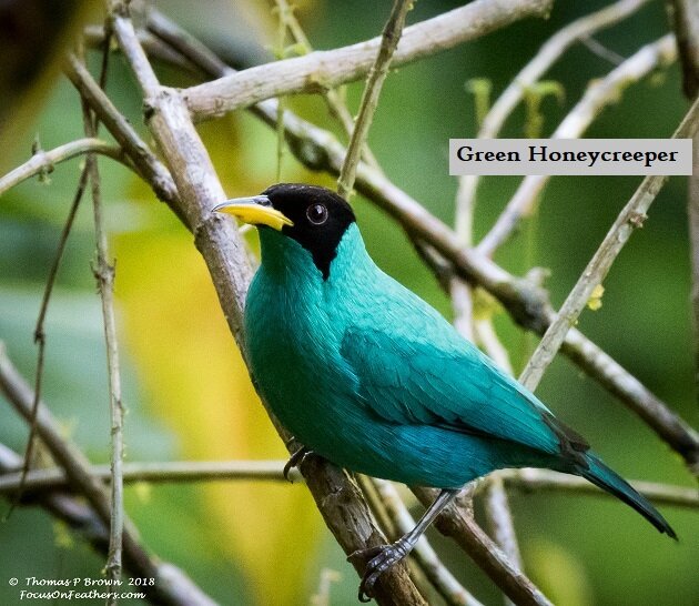 Green Honeycreeper.jpg