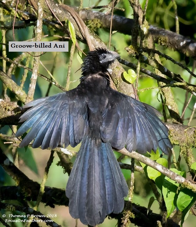 Grooved-billed Ani.jpg