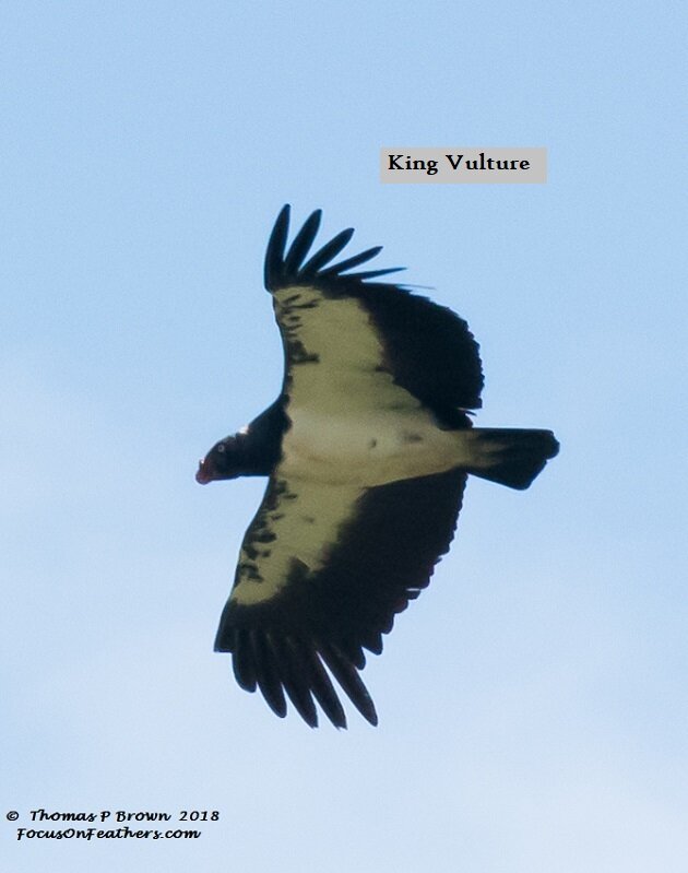 King Vulture.jpg