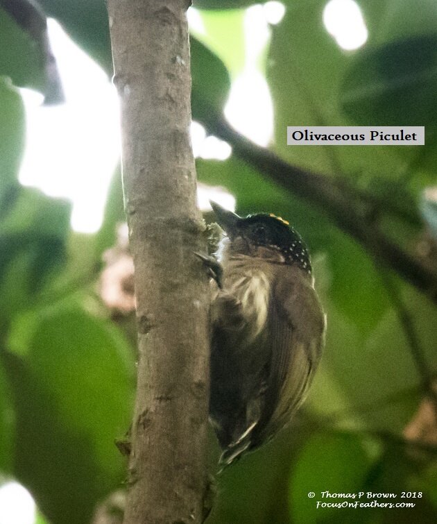 Olivaceous Piculet.jpg