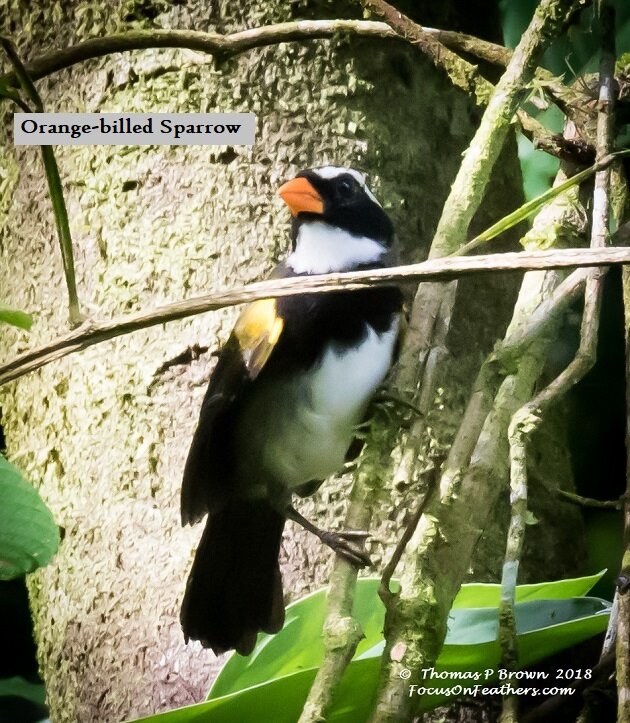 Orange-billed Sparrow.jpg