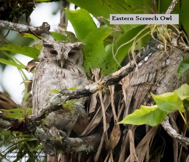 Pacific Screech Owl - Copy.jpg