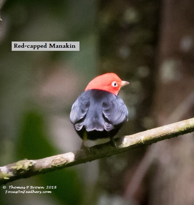 Red-capped Manakin (1 of 1).jpg