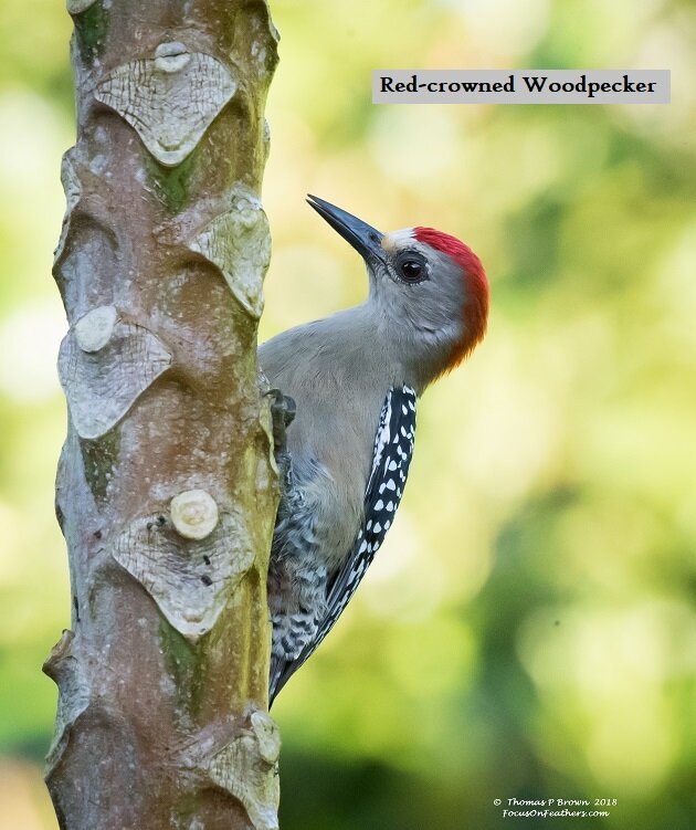 Red-crowned Woodpecker.jpg