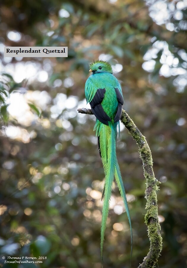 Resplendant Quetzal (1 of 1)-3.jpg