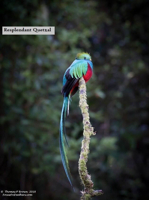 Resplendant Quetzal full profile - Copy.jpg