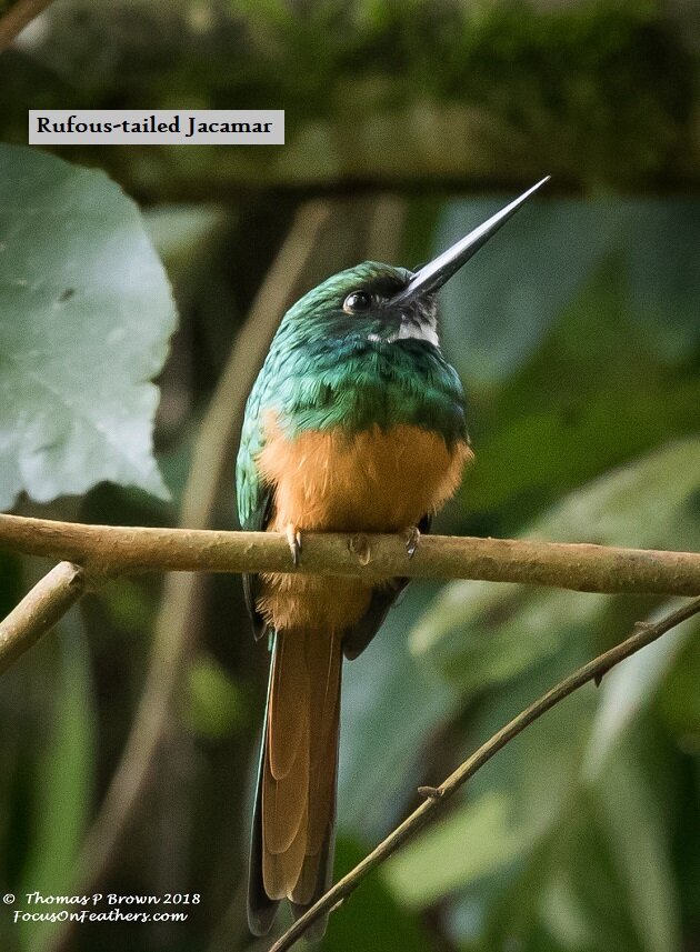 Rufous-taiked Jacamar.jpg