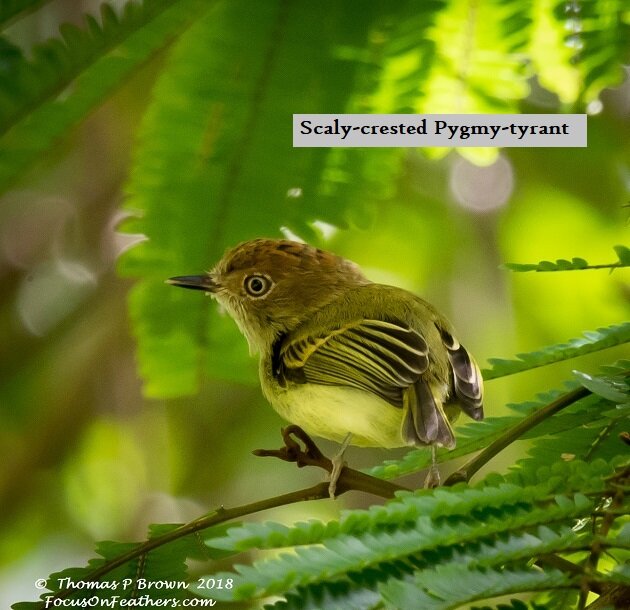Scaly-crested Pygmy-tyrant (1 of 1).jpg